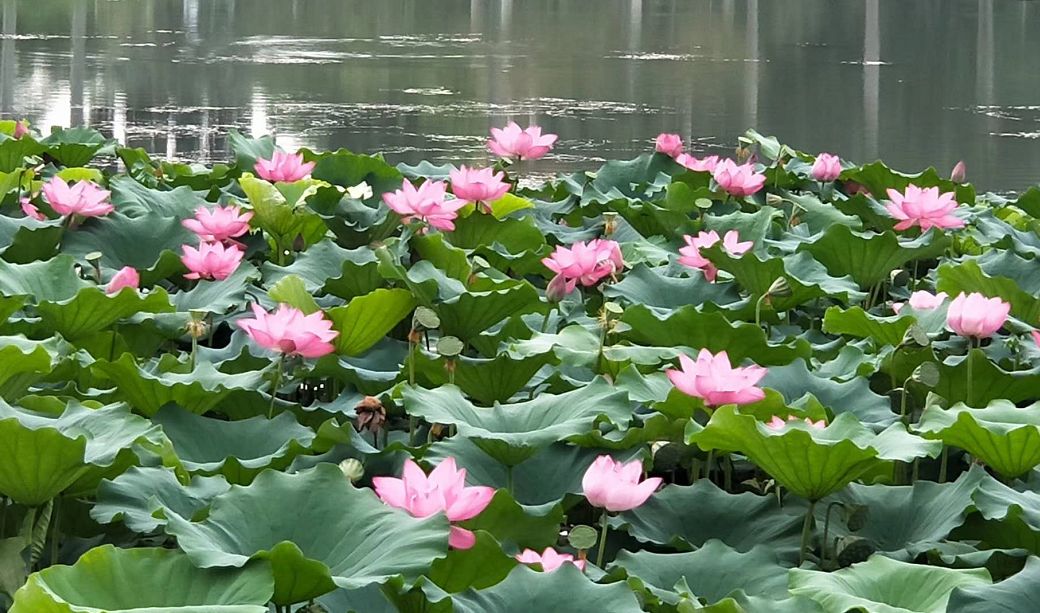 夏荷花蓝坤扬