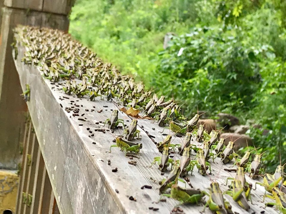 蝗虫罕见成群结队酷似军队,网友担心是地震前兆,专家说话了