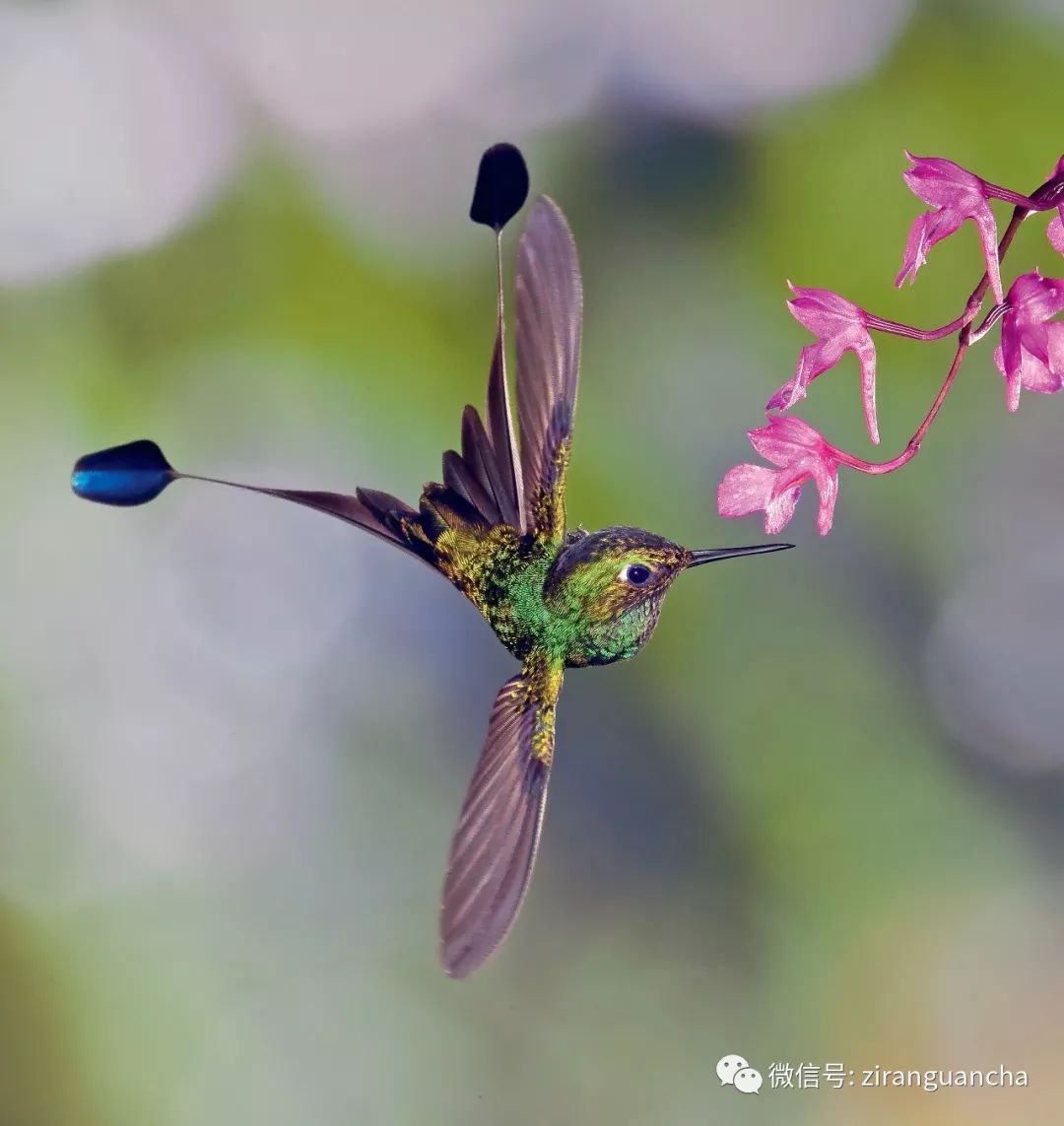 盘尾蜂鸟,花儿的奴隶 