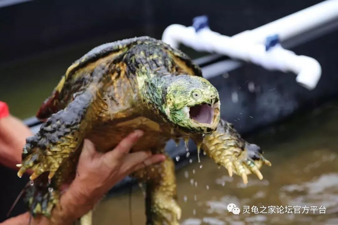 多圖白化變異龜之旅深院靜小庭空養龜很輕鬆