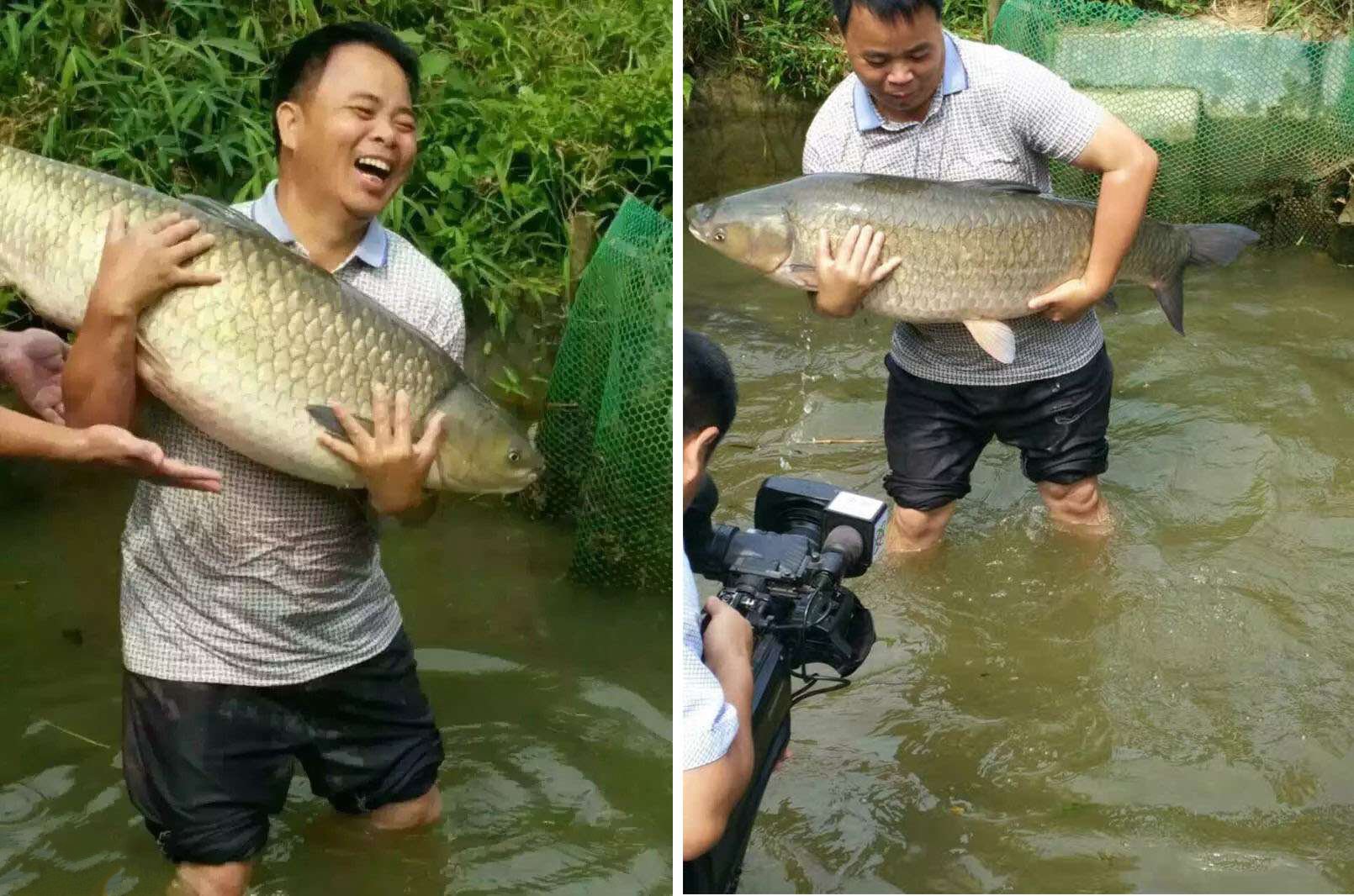 广西官垌鱼草鱼图片