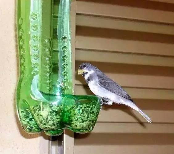 矿泉水瓶自制鸟食罐图片