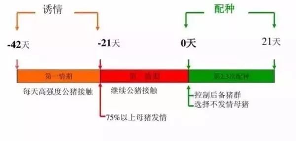 后备母猪诱情管理注意点