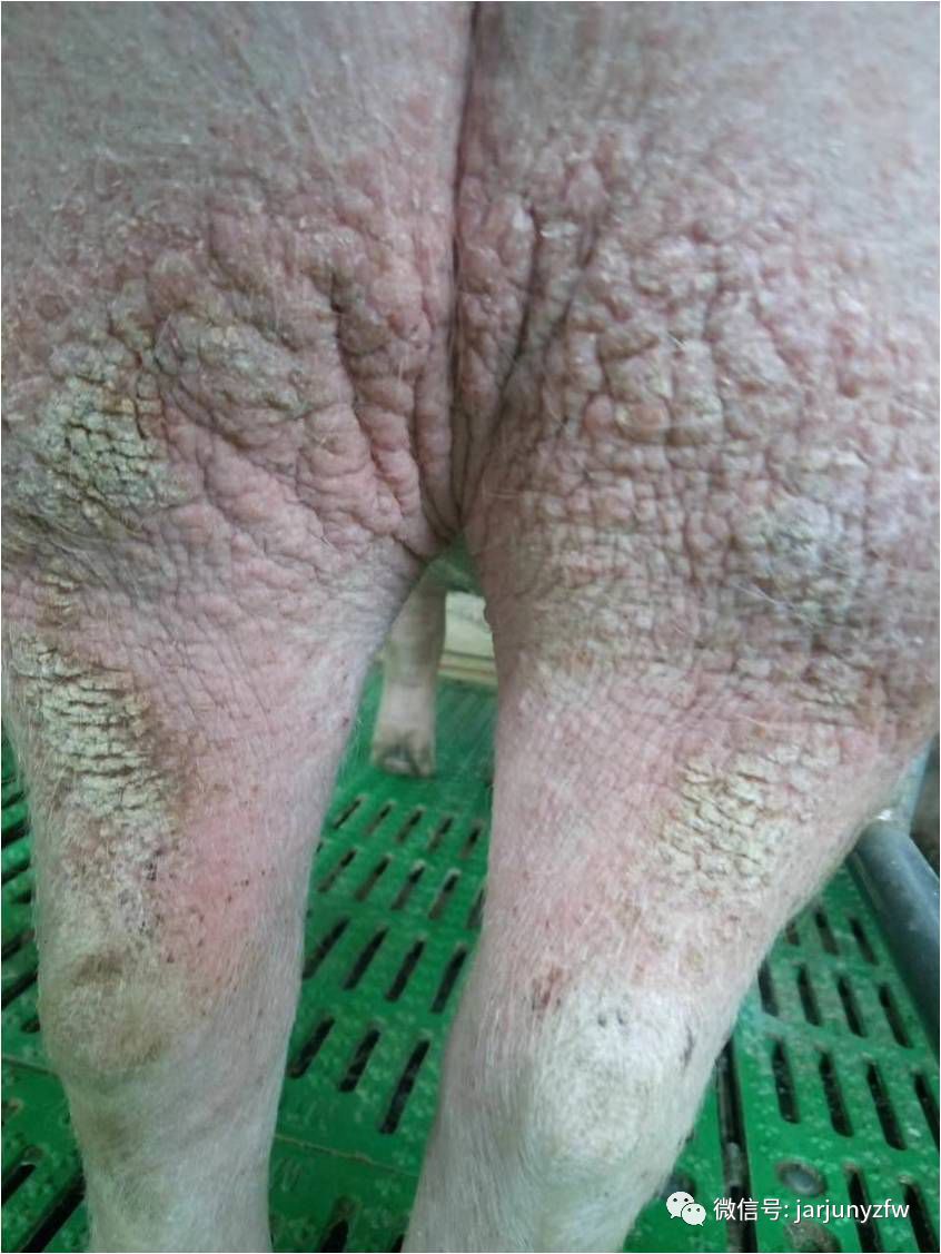 荷兰猪常见皮肤病图片图片