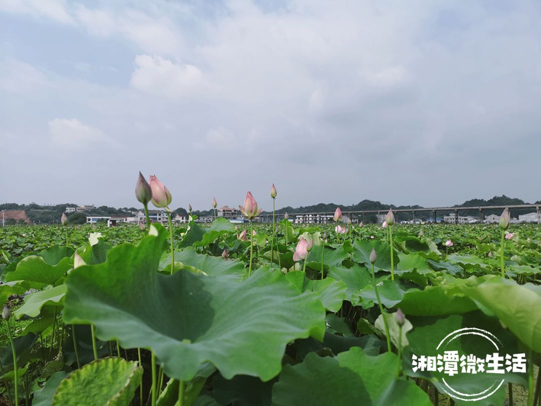 惊艳花石镇万亩荷花开了