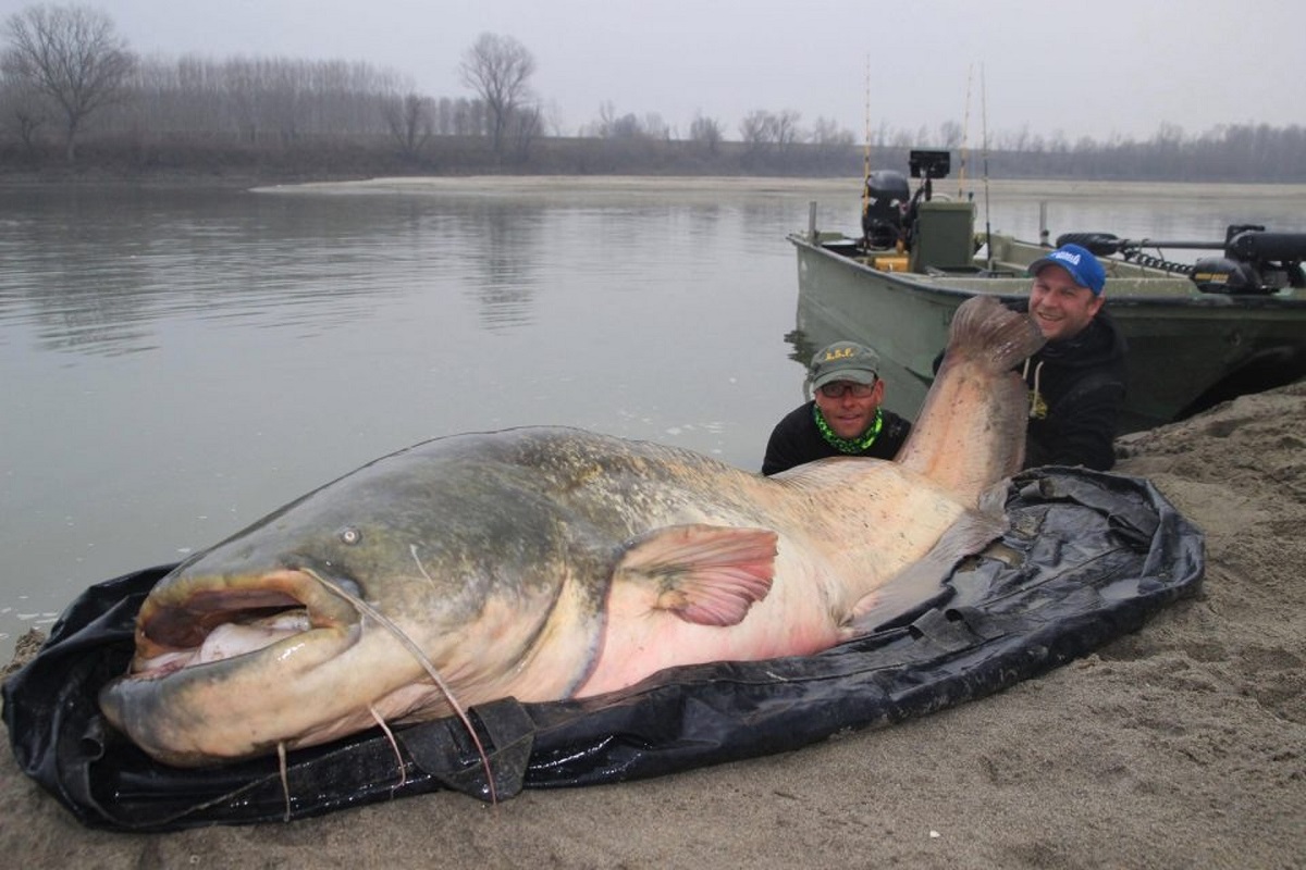 自然界最大淡水鱼,体重达到600斤,由于过多捕捞,已濒临灭绝!