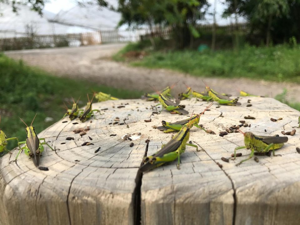 蝗虫罕见成群结队酷似军队,网友担心是地震前兆,专家说话了