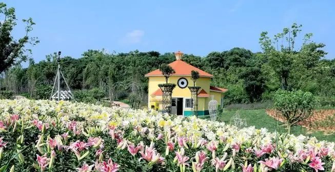 龍游花海開園首日,七萬遊客見證美麗綻放!