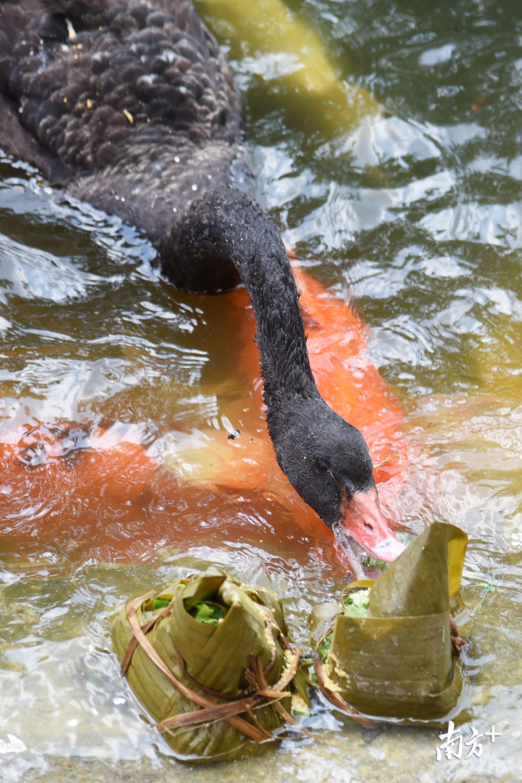 河馬一張嘴,接住了十幾斤的粽子!萌萌動物園這樣過端午