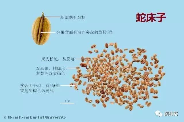 种子类中药:具有纵直棱角使君子:具有隆起的肋线茴香,蛇床子:可见凹下