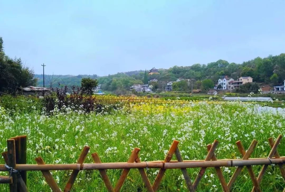 东郑村新昌大市聚东郑村,地处钦寸水库左边,故被称为"左岸花乡.