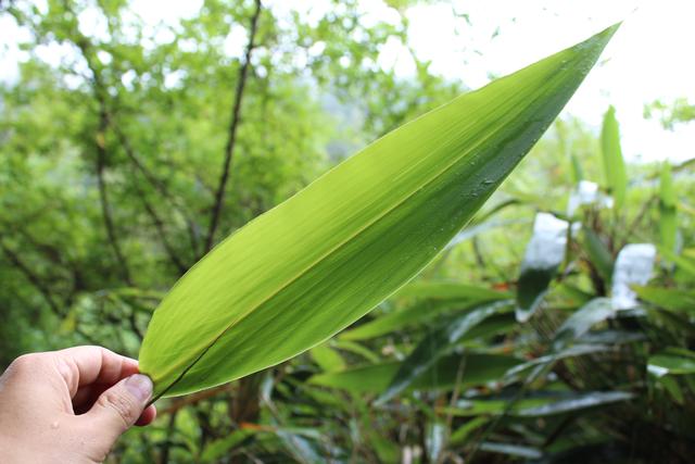 留守老人採空十座山只為一片客家粽葉飛出貧困縣