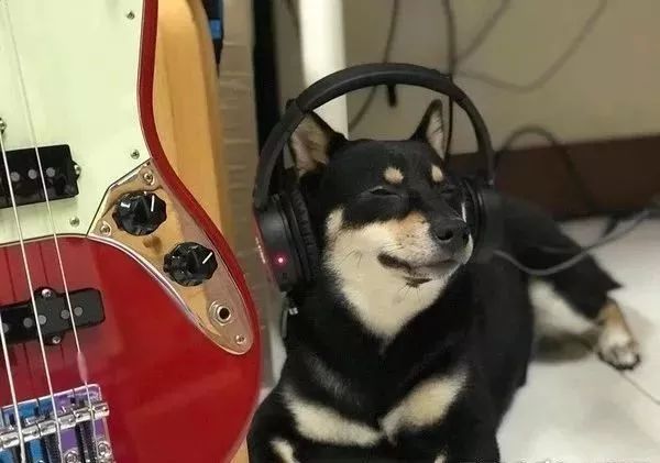 一只狗听耳机的表情包图片