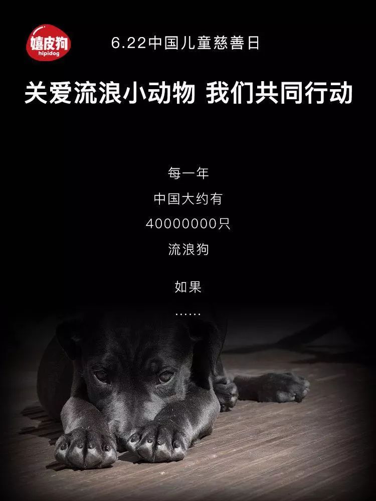 流浪狗救助,我们究竟还能做什么?