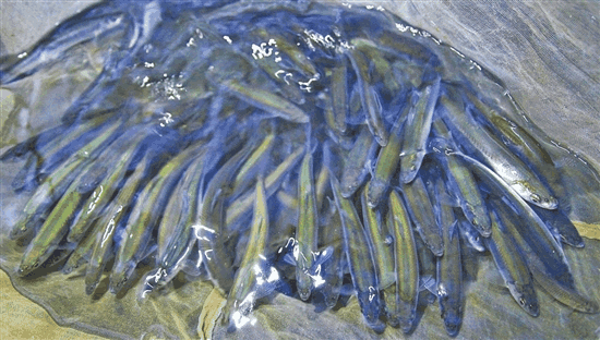 抚仙湖鱼种类图片图片