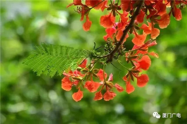 鳳凰花來不及在畢業季盛放就在初夏的鷺島匆匆褪去了顏色攝影/明月