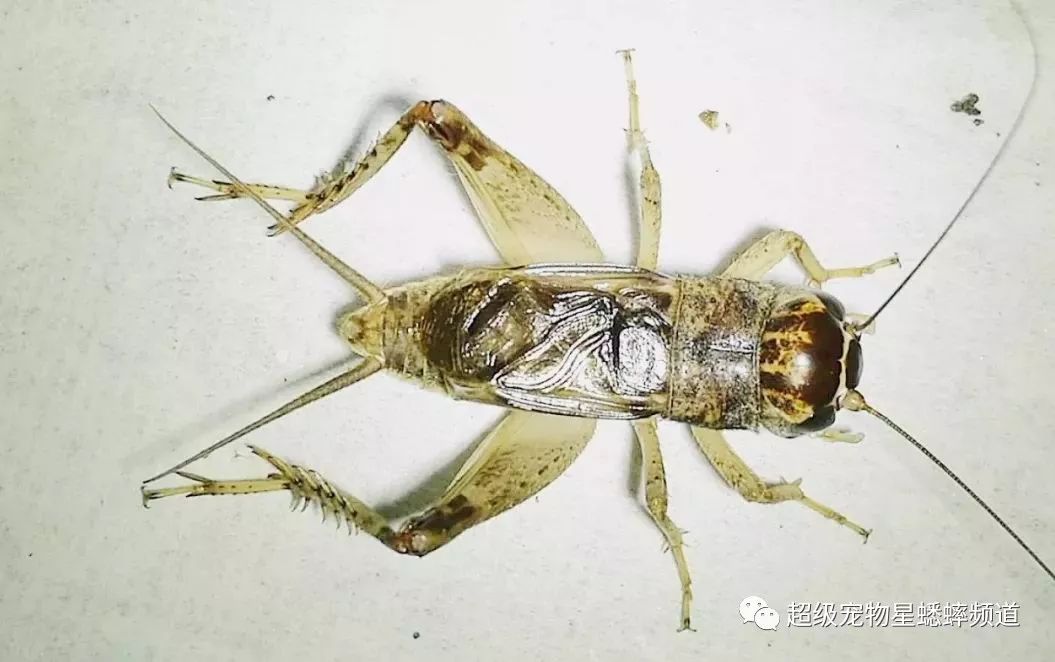 蟋蟀蟹青白麻头图片