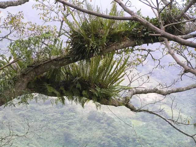 盘点自然界中那些有趣的植物现象