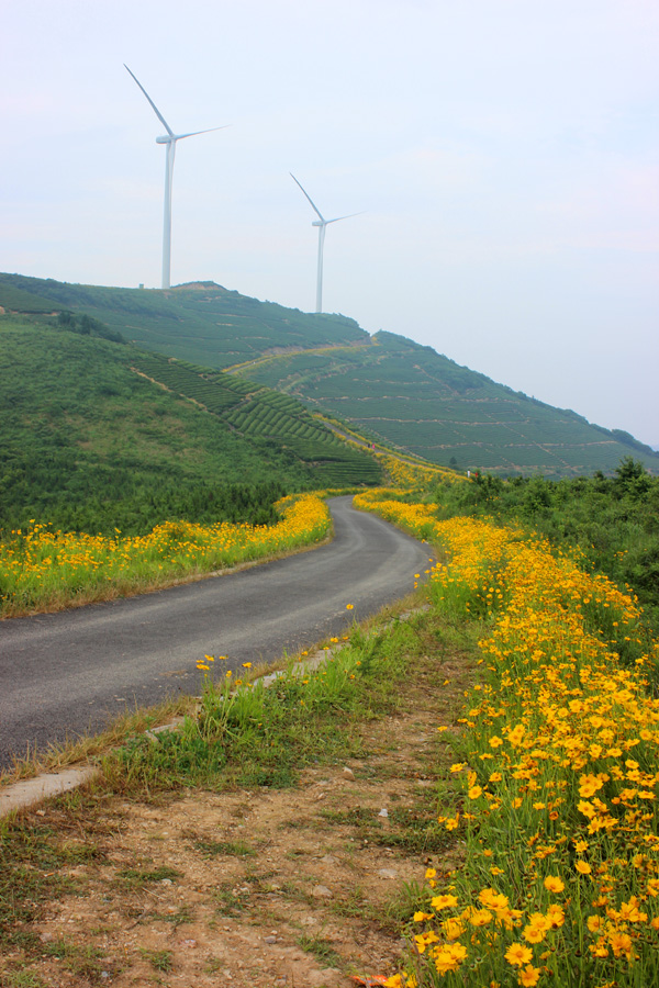 宁波风车公路系列之一白岩山花漾人间