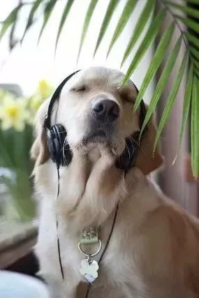 你给家里的狗狗戴着耳机听过音乐吗?