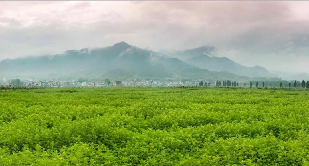 中国最大的艾草园主.