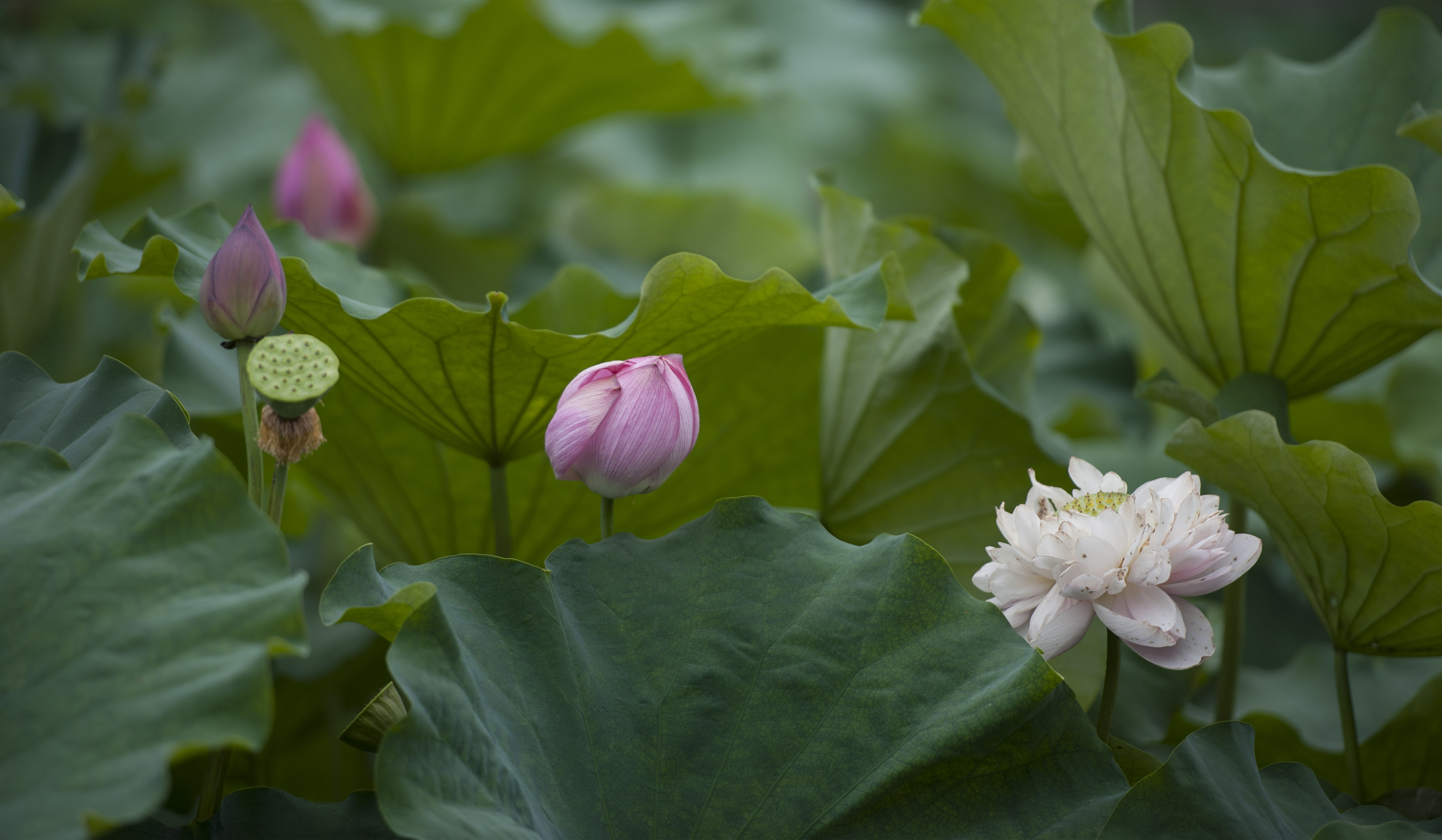 端午節 合肥包公園清風滿園 蓮蒂包河