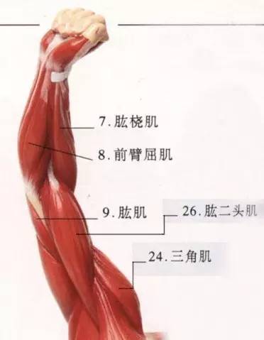 40/41腿部肌群前視.41/41完整的肌肉解剖圖.