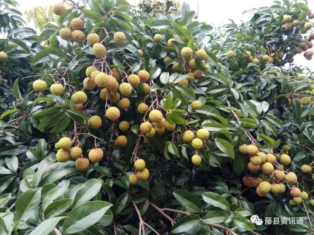 清朝道光年间的贡荔,藤县太平江口荔枝在将近一个月左右上市!