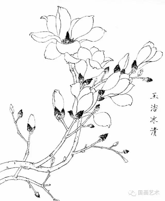玉兰花外形图手绘图片