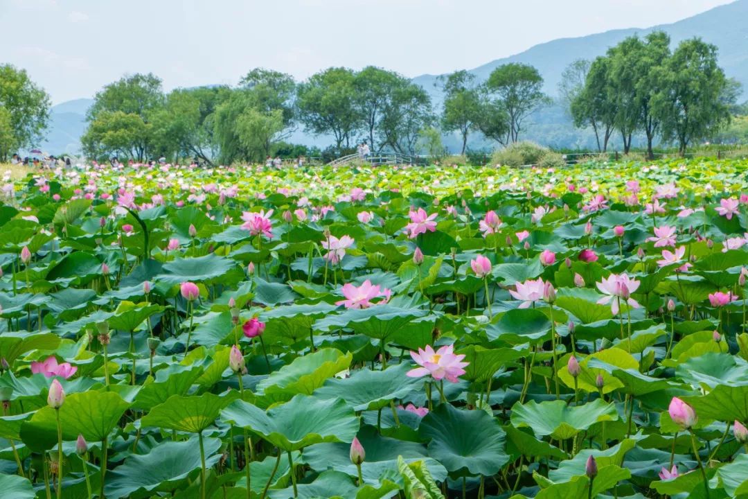 荷花是夏季代表性花卉