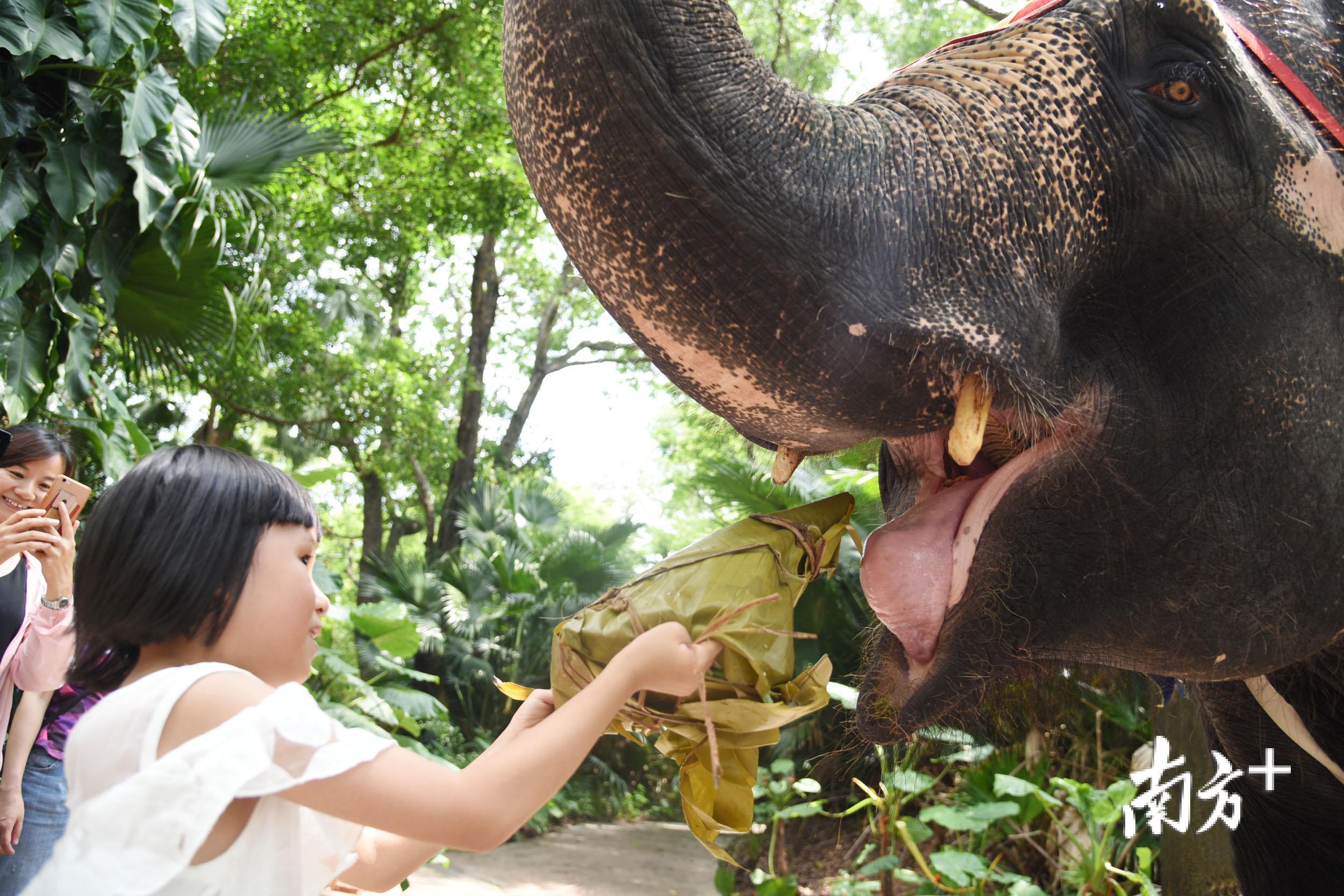 河馬一張嘴,接住了十幾斤的粽子!萌萌動物園這樣過端午