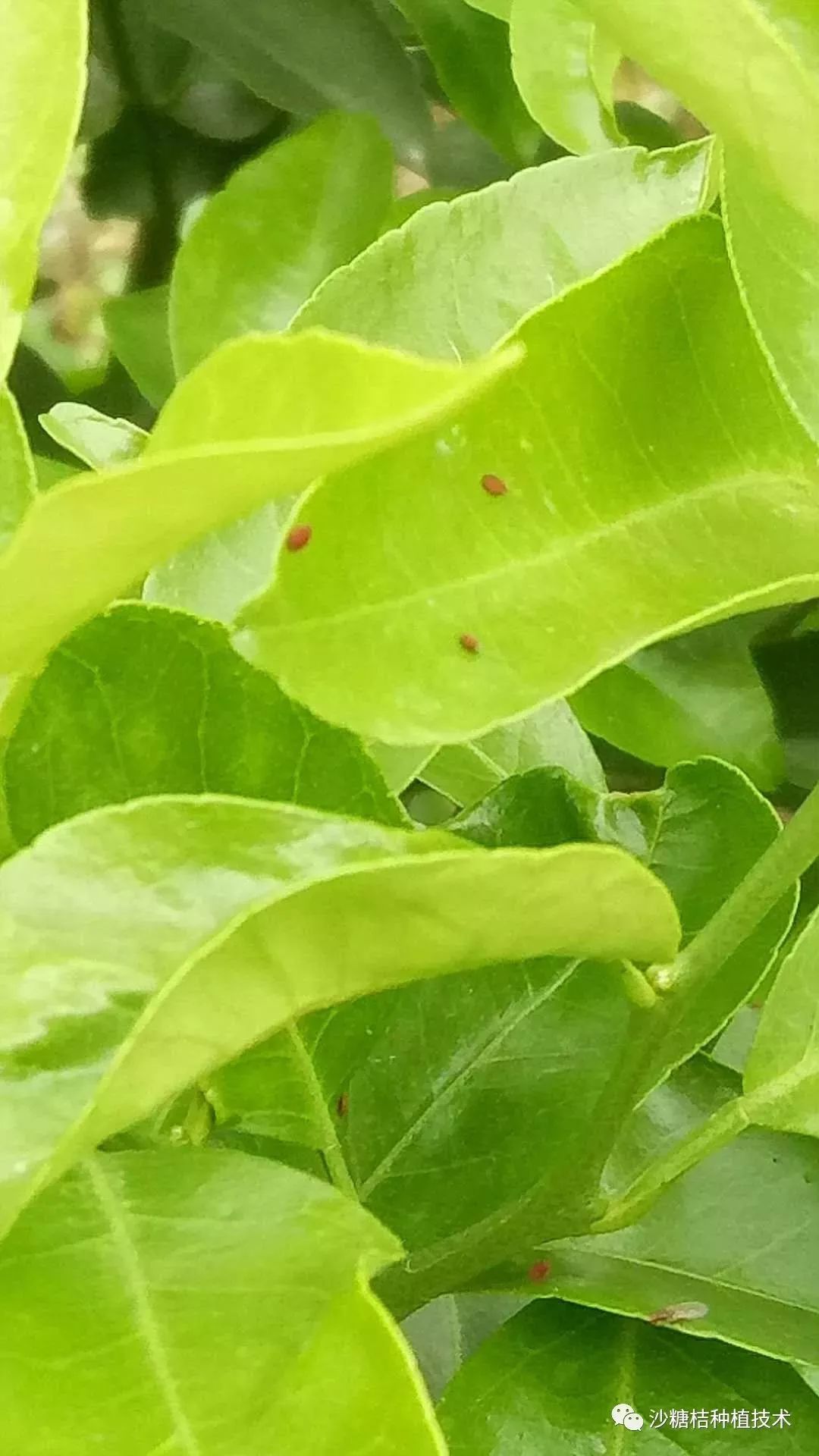 植物上的红蜘蛛图片图片