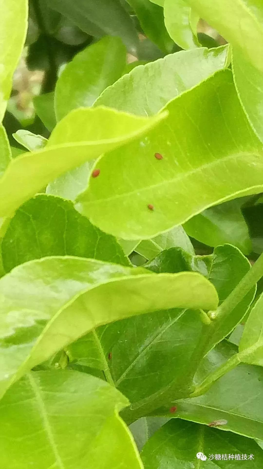 别害怕精细化管理抓住最佳防控时机防好红蜘蛛