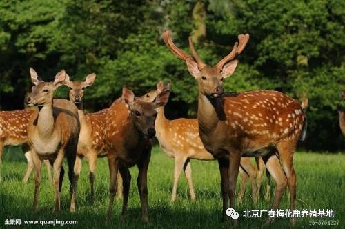 梅花鹿母鹿有角吗 公鹿和母鹿的区别有哪些 中国梅花鹿网 梅花鹿养殖门户网站