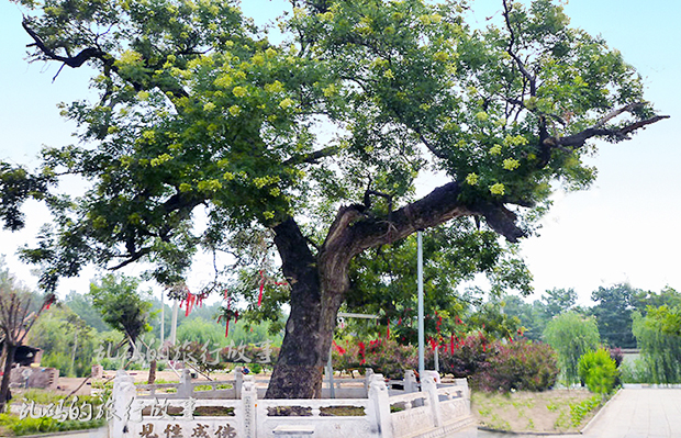 河南400年鐵鍋至今不鏽 鍋內竟長出參天古槐 傳為康熙皇帝栽種!