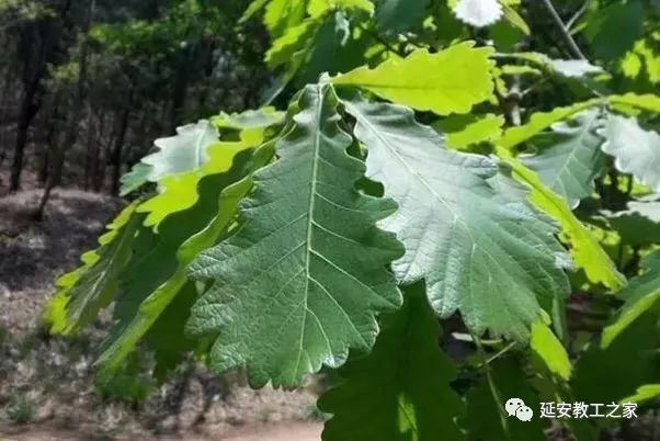 用槲叶包粽子在当地风俗已久,早在唐代,诗人温庭筠在他的《商山早行》