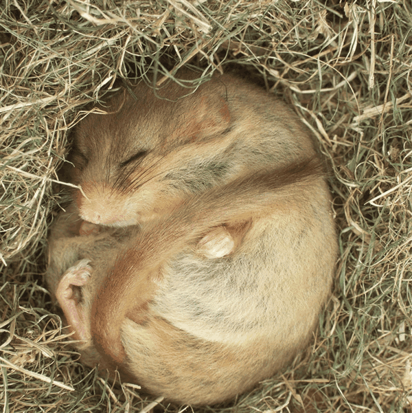 有一种老鼠, 人们极少见到, 是因为它的整个鼠生几乎都是在睡觉