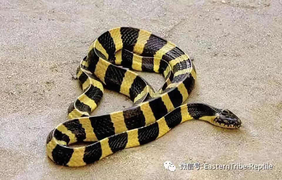 广西常见毒蛇图片
