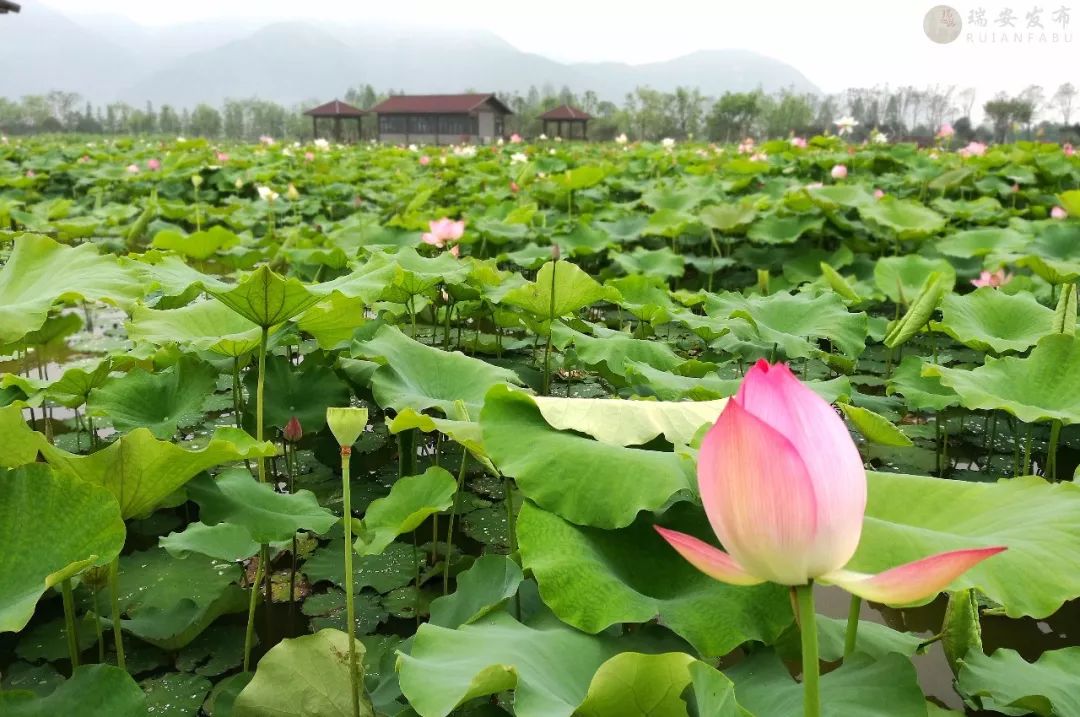 周边 荷花,古村落,森林公园…没想到瑞安的初夏这么美