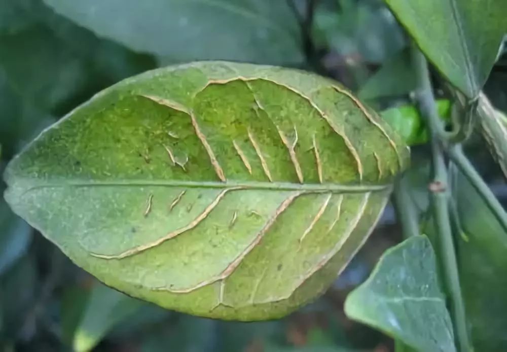 硼素營養對柑橘果實生長的影響缺硼怎麼防怎麼補