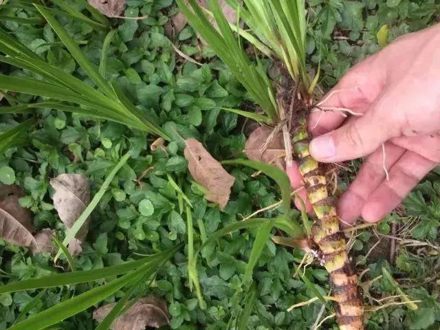 石菖蒲?水菖蒲?