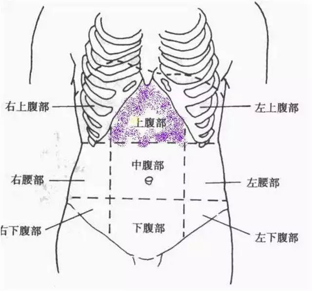 腹部分区九分法图片