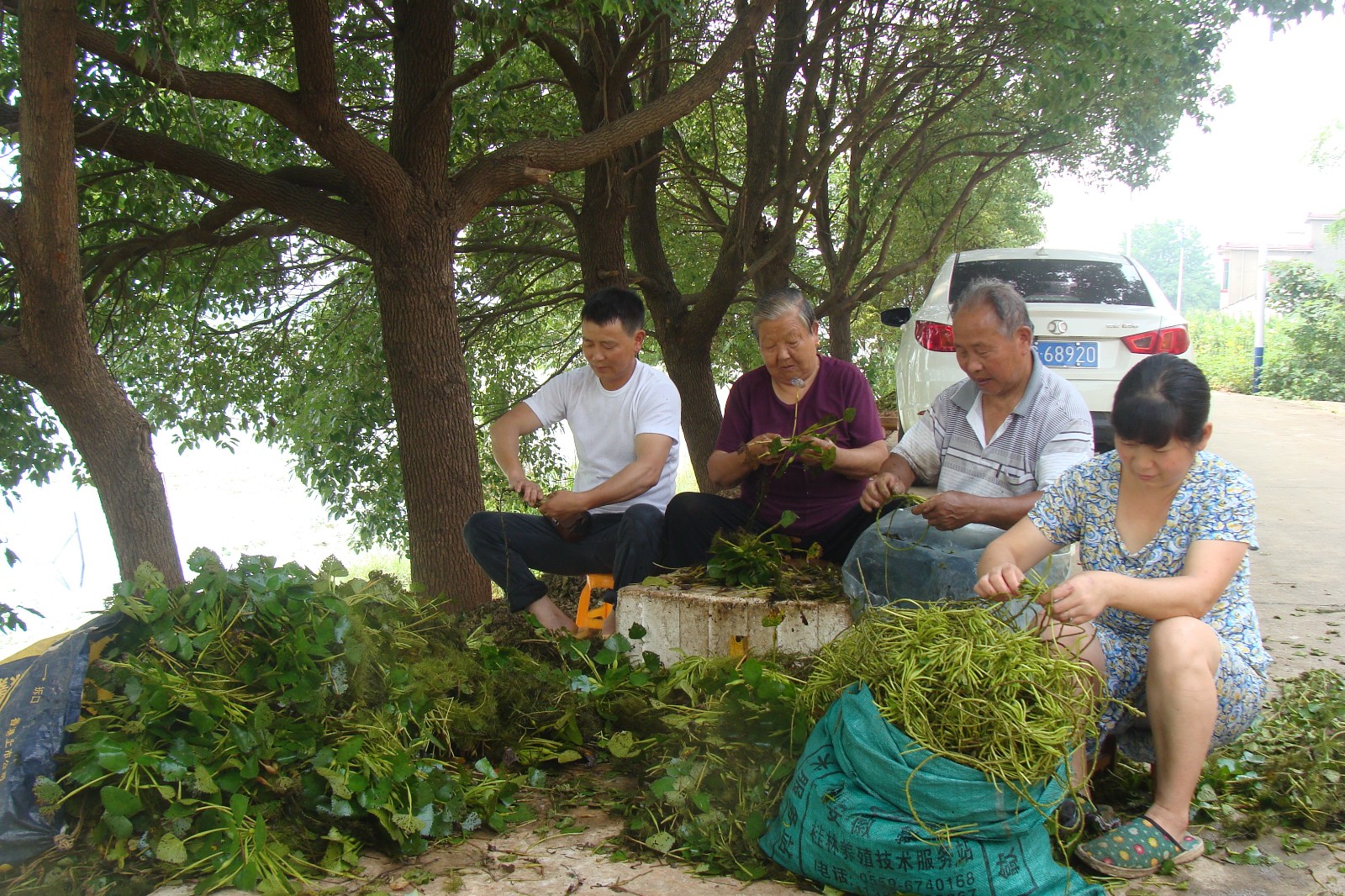 銅陵市義安區東聯鎮多采摘菱角菜增收入