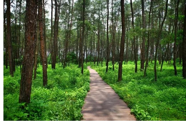 坛头村拥有典型的河滩湿地景观,山水相依,满目葱茏,充满自然野趣.