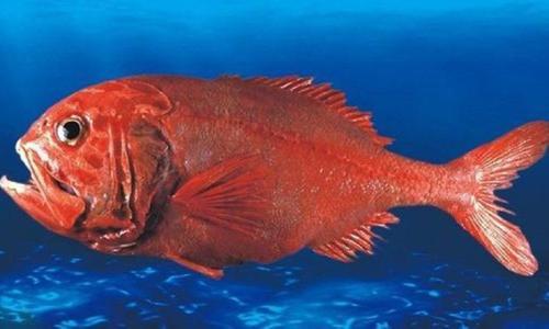 长寿鱼禁止食用图片