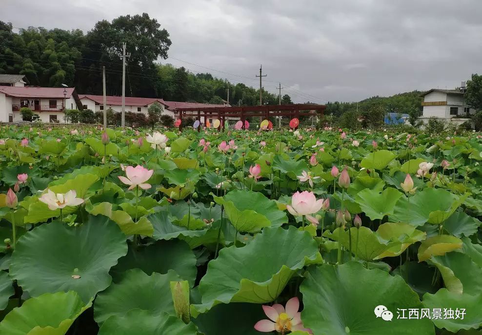 地址:赣州定南县莲塘古城 靖安水口乡龙井的千亩荷花已经进入盛花期