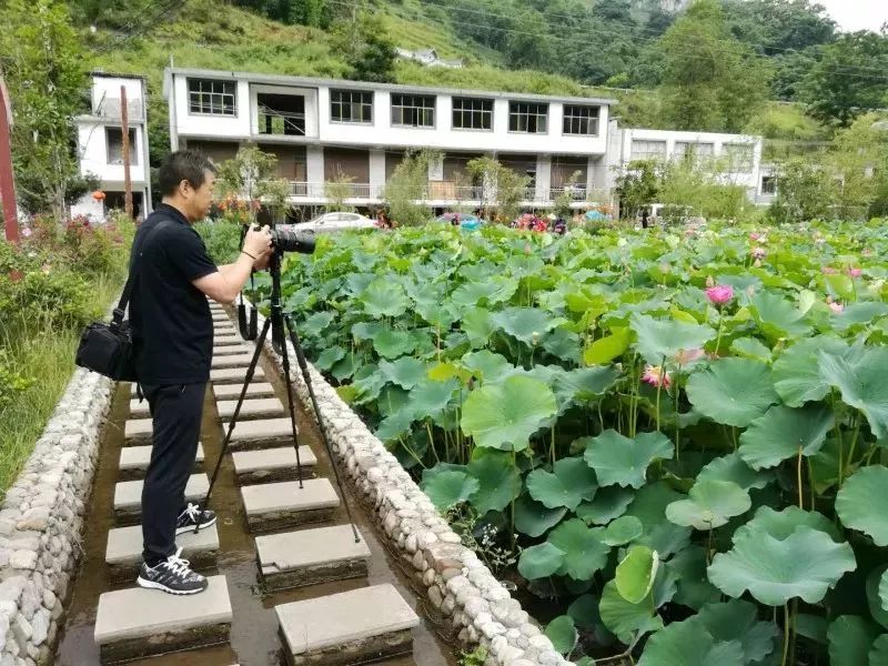 蟠龙镇荷花节开幕啦!错过要再等一年