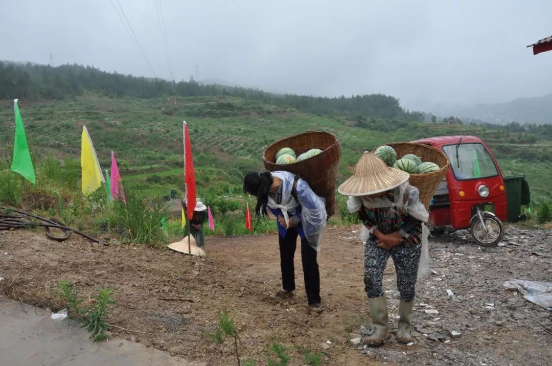 大石鎮青嶺村抓住西瓜做文章,推動集體經濟發展