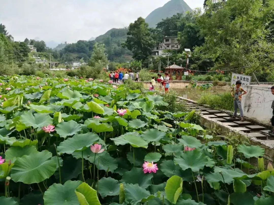 6月18日,正值端午佳节,水城县蟠龙镇第三届荷花节如约启幕,活动包括