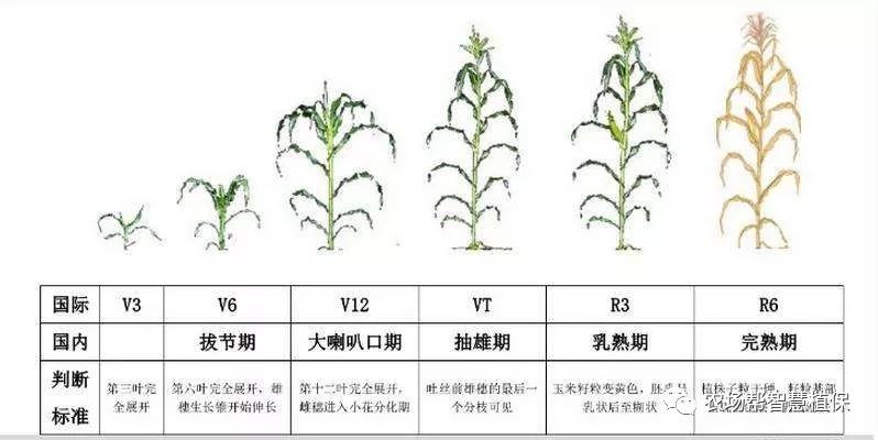 玉米生长过程表图片